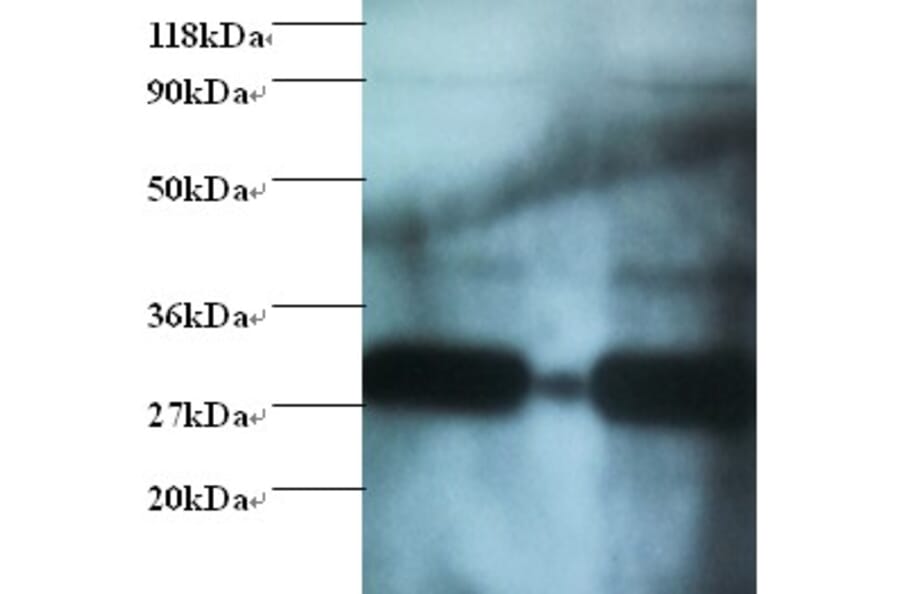 Glutathione S-transferase P Polyclonal Antibody from Signalway Antibody (42521) - Antibodies.com