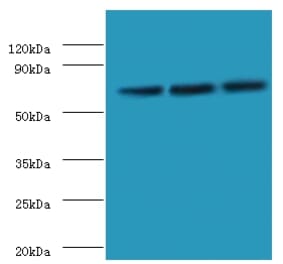 Western blot - Heat shock 70 kDa protein 6 Polyclonal Antibody from Signalway Antibody (42675) - Antibodies.com