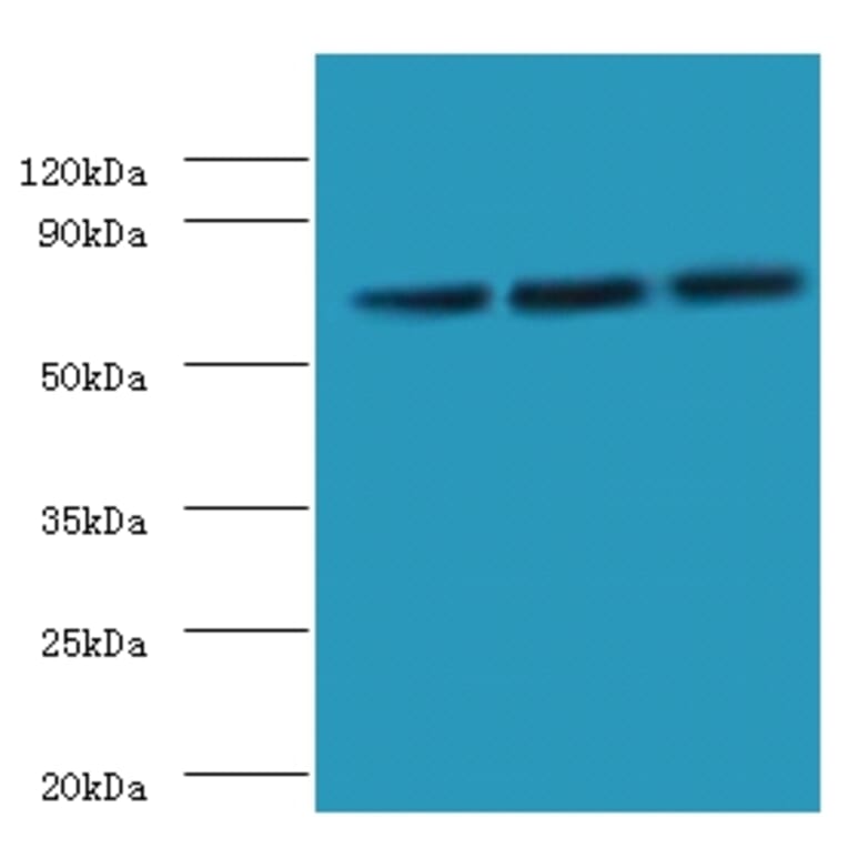 Western blot - Heat shock 70 kDa protein 6 Polyclonal Antibody from Signalway Antibody (42675) - Antibodies.com