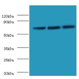 Western blot - Heat shock 70 kDa protein 6 Polyclonal Antibody from Signalway Antibody (42675) - Antibodies.com