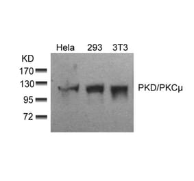 Western blot - PKD/PKCm (Ab-910) Antibody from Signalway Antibody (21128) - Antibodies.com