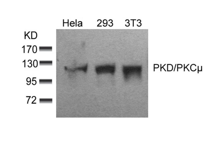 Western blot - PKD/PKCm (Ab-910) Antibody from Signalway Antibody (21128) - Antibodies.com