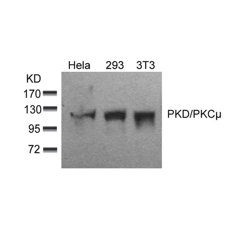 Western blot - PKD/PKCm (Ab-910) Antibody from Signalway Antibody (21128) - Antibodies.com