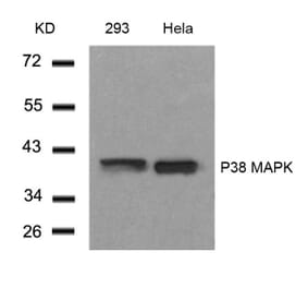Western blot - P38 MAPK (Ab-182) Antibody from Signalway Antibody (21245) - Antibodies.com
