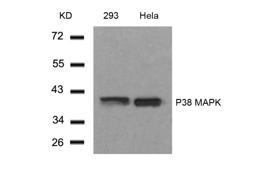 Western blot - P38 MAPK (Ab-182) Antibody from Signalway Antibody (21245) - Antibodies.com