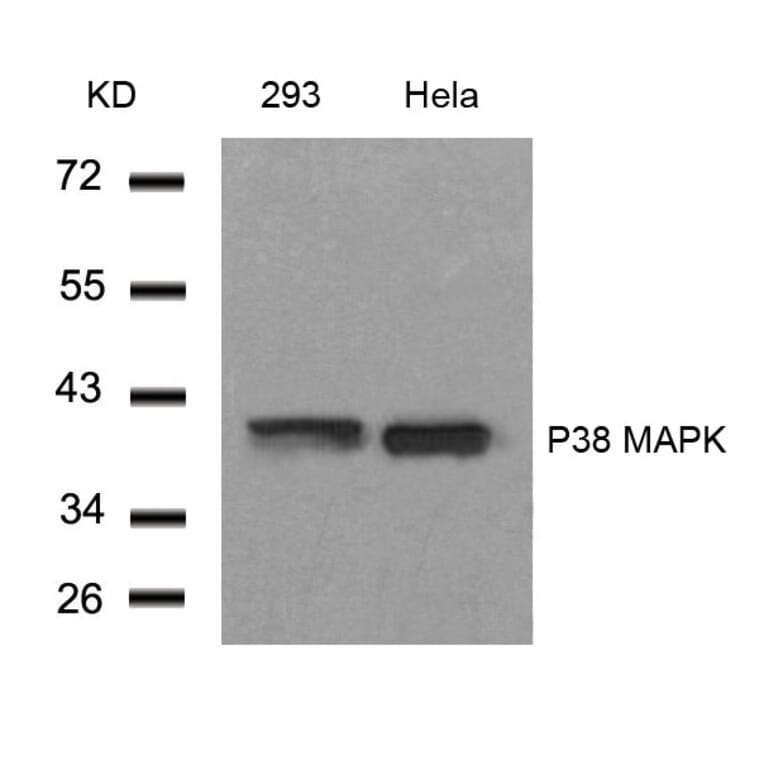 Western blot - P38 MAPK (Ab-182) Antibody from Signalway Antibody (21245) - Antibodies.com