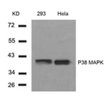 Western blot - P38 MAPK (Ab-182) Antibody from Signalway Antibody (21245) - Antibodies.com