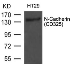 Western blot - N-Cadherin (CD325) Antibody from Signalway Antibody (21474) - Antibodies.com