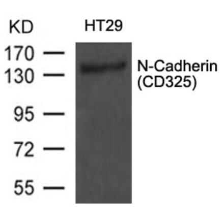 Western blot - N-Cadherin (CD325) Antibody from Signalway Antibody (21474) - Antibodies.com