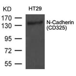 Western blot - N-Cadherin (CD325) Antibody from Signalway Antibody (21474) - Antibodies.com