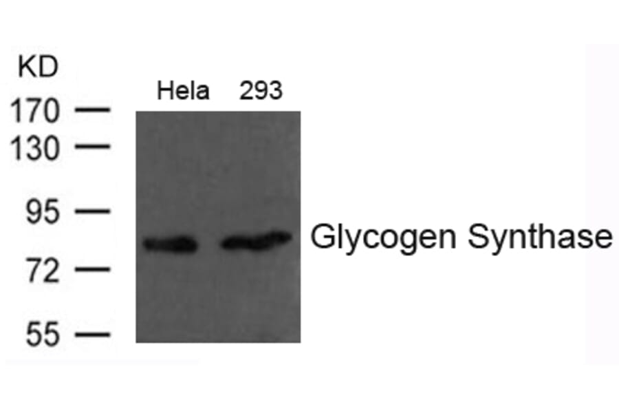 Western blot - Glycogen Synthase Antibody from Signalway Antibody (21613) - Antibodies.com