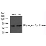 Western blot - Glycogen Synthase Antibody from Signalway Antibody (21613) - Antibodies.com