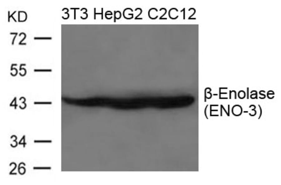 Western blot - b-Enolase (ENO-3) Antibody from Signalway Antibody (21656) - Antibodies.com