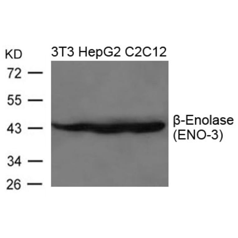 Western blot - b-Enolase (ENO-3) Antibody from Signalway Antibody (21656) - Antibodies.com