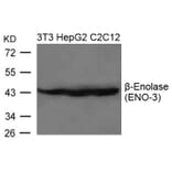 Western blot - b-Enolase (ENO-3) Antibody from Signalway Antibody (21656) - Antibodies.com