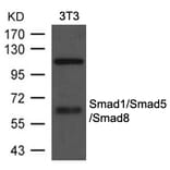 Western blot - Smad1/Smad5/Smad8 Antibody from Signalway Antibody (21684) - Antibodies.com