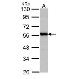 Docking protein 3 antibody from Signalway Antibody (22731) - Antibodies.com