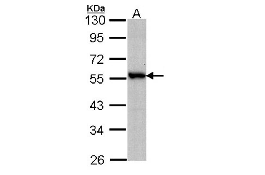 Docking protein 3 antibody from Signalway Antibody (22731) - Antibodies.com