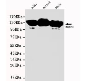 HNRNPU Monoclonal Antibody from Signalway Antibody (27076) - Antibodies.com