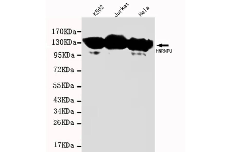 HNRNPU Monoclonal Antibody from Signalway Antibody (27076) - Antibodies.com