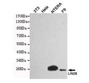 Western blot - LIN28A Monoclonal Antibody from Signalway Antibody (27197) - Antibodies.com