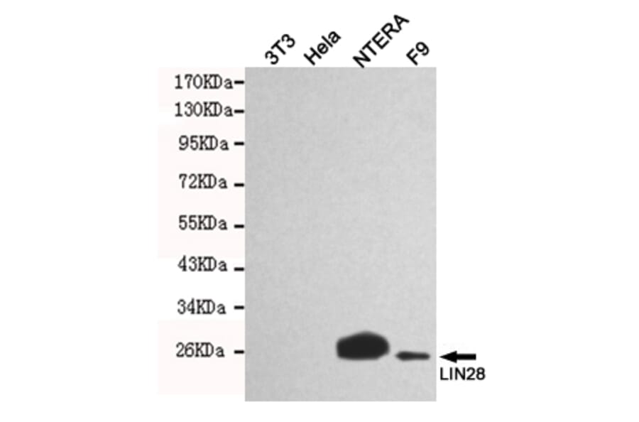 Western blot - LIN28A Monoclonal Antibody from Signalway Antibody (27197) - Antibodies.com