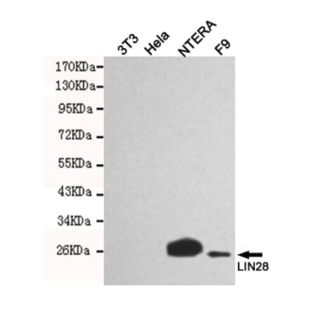 Western blot - LIN28A Monoclonal Antibody from Signalway Antibody (27197) - Antibodies.com