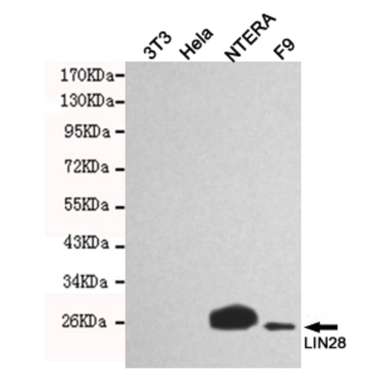 Western blot - LIN28A Monoclonal Antibody from Signalway Antibody (27197) - Antibodies.com