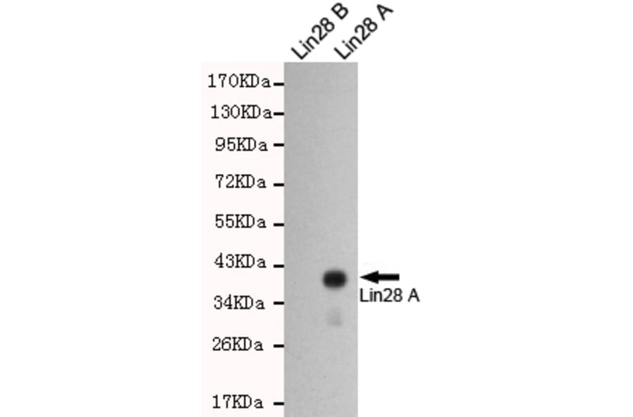 Western blot - LIN28A Monoclonal Antibody from Signalway Antibody (27197) - Antibodies.com