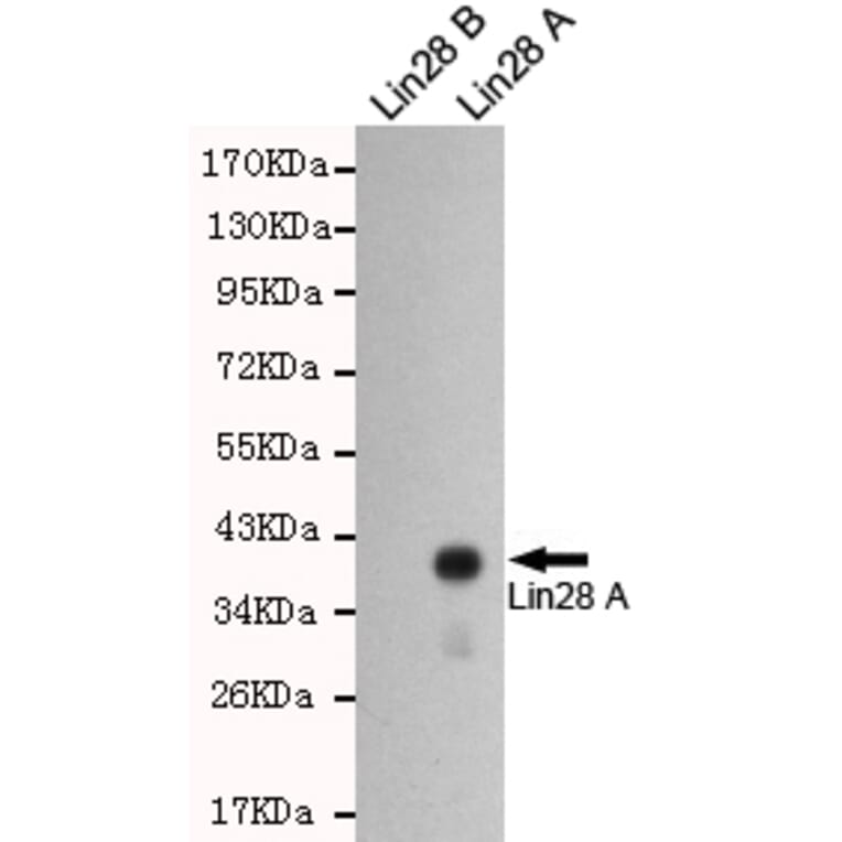 Western blot - LIN28A Monoclonal Antibody from Signalway Antibody (27197) - Antibodies.com