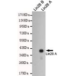 Western blot - LIN28A Monoclonal Antibody from Signalway Antibody (27197) - Antibodies.com
