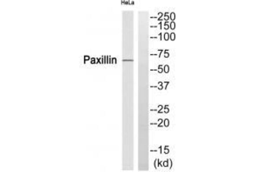 Western blot - Paxillin (Ab-272) Antibody from Signalway Antibody (33257) - Antibodies.com