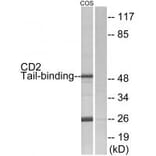 Western blot - CD2 Tail-binding Antibody from Signalway Antibody (34187) - Antibodies.com