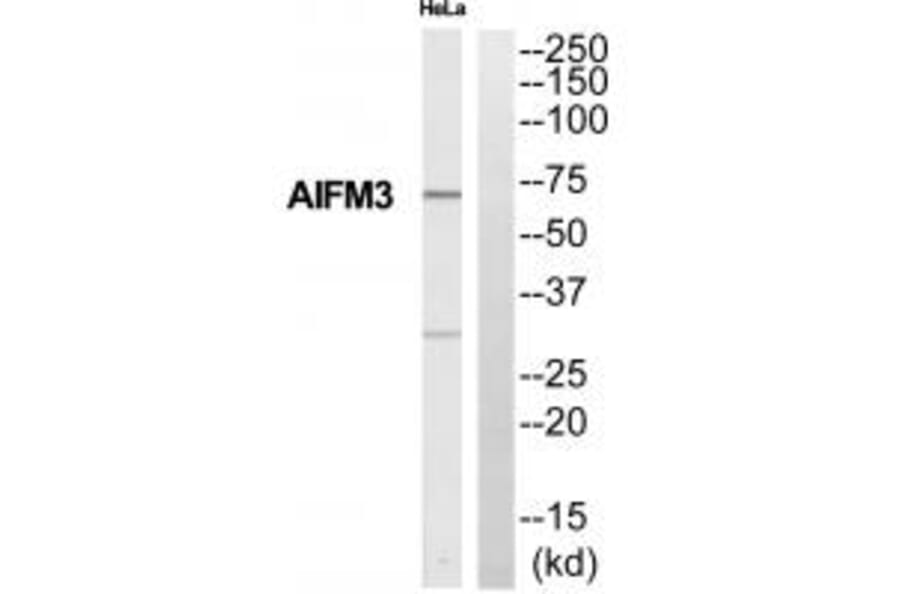 Western blot - Collagen XI alpha Antibody from Signalway Antibody (34211) - Antibodies.com