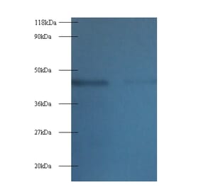 Tetratricopeptide repeat protein 1 Polyclonal Antibody from Signalway Antibody (42219) - Antibodies.com