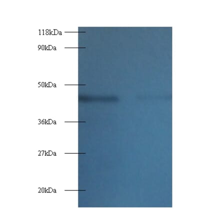 Tetratricopeptide repeat protein 1 Polyclonal Antibody from Signalway Antibody (42219) - Antibodies.com