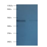 Tetratricopeptide repeat protein 1 Polyclonal Antibody from Signalway Antibody (42219) - Antibodies.com
