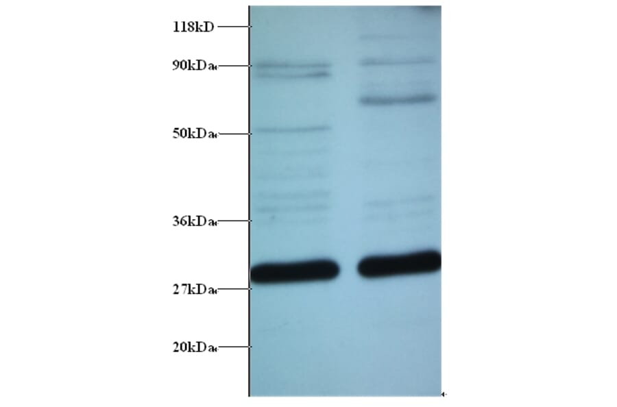ES1 protein homolog, mitochondrial Polyclonal Antibody from Signalway Antibody (42296) - Antibodies.com