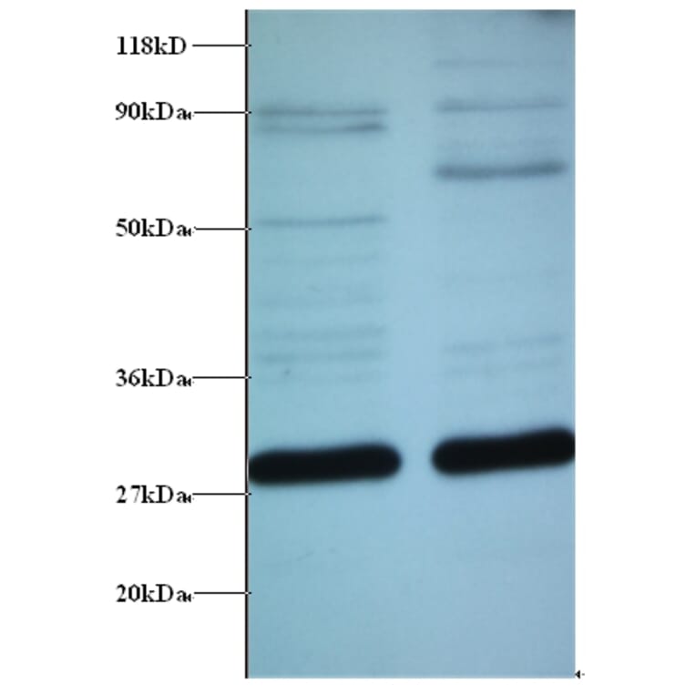 ES1 protein homolog, mitochondrial Polyclonal Antibody from Signalway Antibody (42296) - Antibodies.com