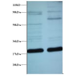 ES1 protein homolog, mitochondrial Polyclonal Antibody from Signalway Antibody (42296) - Antibodies.com