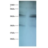 Seryl-tRNA synthetase, cytoplasmic Polyclonal Antibody from Signalway Antibody (42409) - Antibodies.com