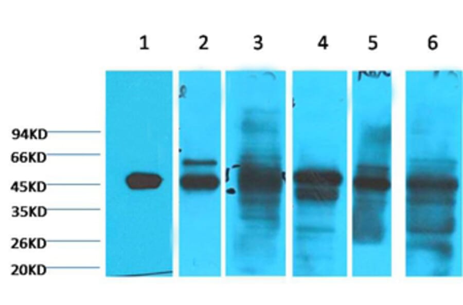 Western blot - Cytokeratin 18 Mouse Monoclonal Antibody (1B3) from Signalway Antibody (38048) - Antibodies.com
