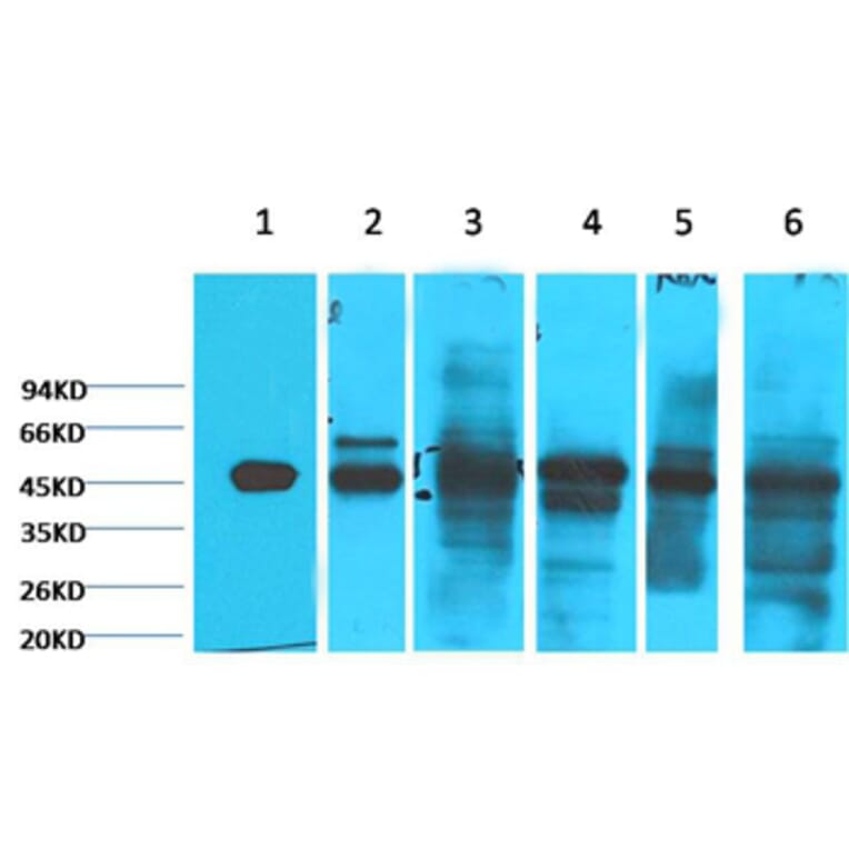 Western blot - Cytokeratin 18 Mouse Monoclonal Antibody (1B3) from Signalway Antibody (38048) - Antibodies.com
