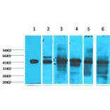 Western blot - Cytokeratin 18 Mouse Monoclonal Antibody (1B3) from Signalway Antibody (38048) - Antibodies.com