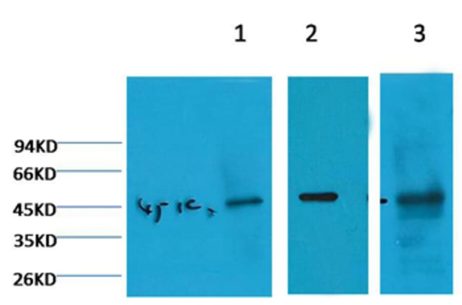 Western blot - Cytokeratin 18 Mouse Monoclonal Antibody (2F7) from Signalway Antibody (38049) - Antibodies.com