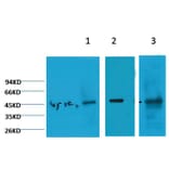 Western blot - Cytokeratin 18 Mouse Monoclonal Antibody (2F7) from Signalway Antibody (38049) - Antibodies.com