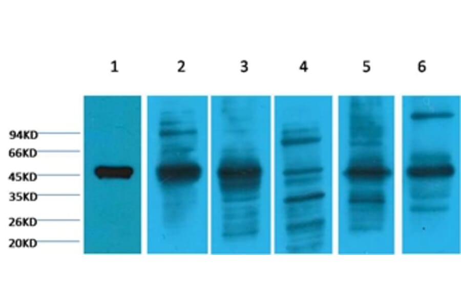 Western blot - Cytokeratin 18 Mouse Monoclonal Antibody (8F2) from Signalway Antibody (38050) - Antibodies.com
