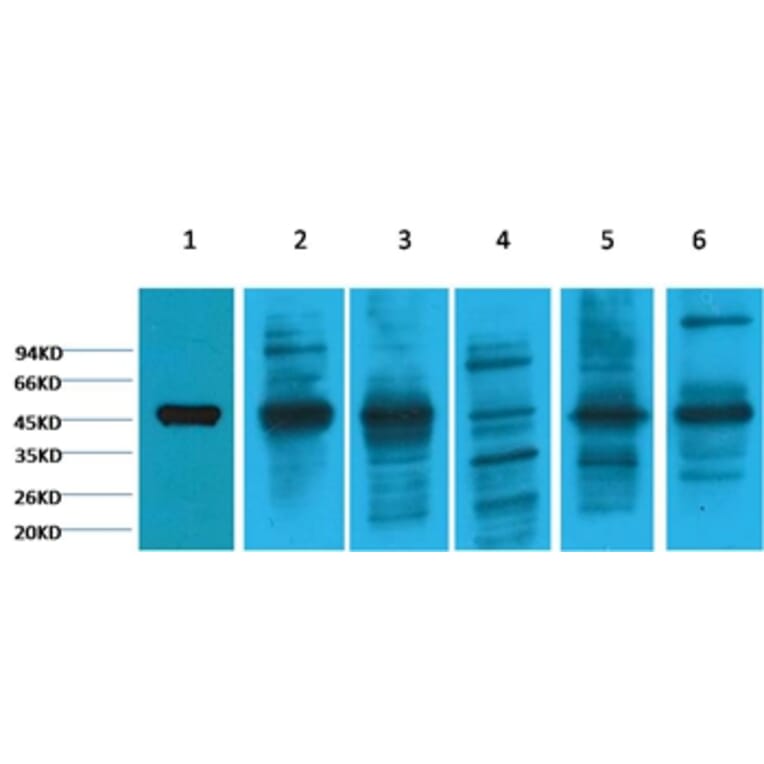 Western blot - Cytokeratin 18 Mouse Monoclonal Antibody (8F2) from Signalway Antibody (38050) - Antibodies.com