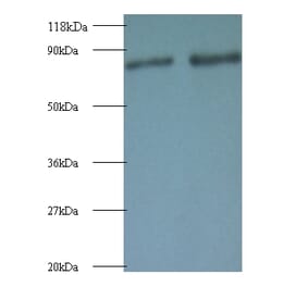 Ras-related protein Rab-1A Polyclonal Antibody from Signalway Antibody (42088) - Antibodies.com