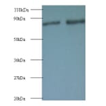 Ras-related protein Rab-1A Polyclonal Antibody from Signalway Antibody (42088) - Antibodies.com